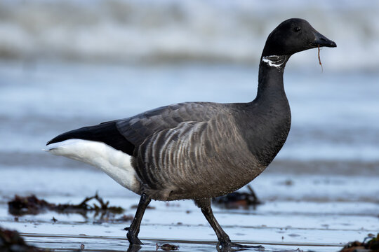 Brent Goose