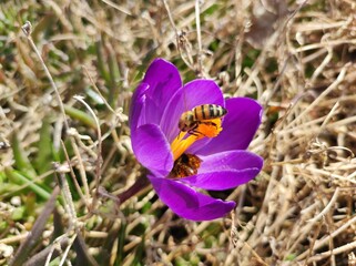 Purple Crocus flower with bee on dry meadow