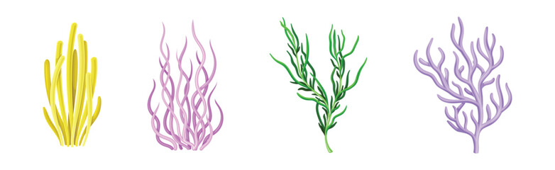 Corals and Seaweed Underwater Flora and Sea Plant Vector Set