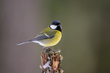 Great tit (Parus major) on branch in forest