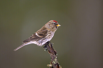 Common redpoll (Acanthis flammea) on branch