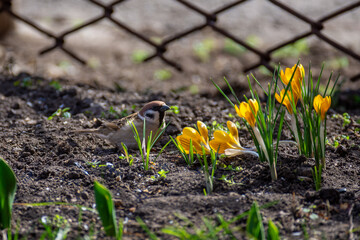 Little sparrows near blooming yellow crocuses in the park. Birds in the city.