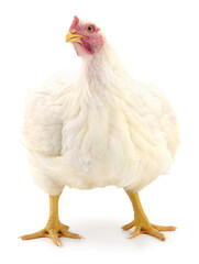 white hen isolated. - 750143372