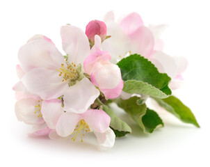 Apple flowers with leaves. - 750143374
