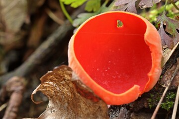 Österreichischer Prachtbecherling (Sarcoscypha austriaca) oder Scharlachroter Kelchbecherling...