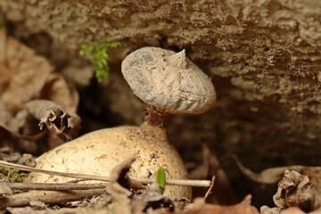 Kragen-Erdstern (Geastrum striatum).