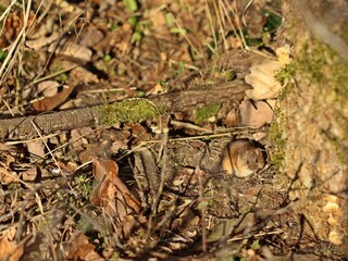 Rötelmaus (Myodes glareolus) vor ihrem Bau