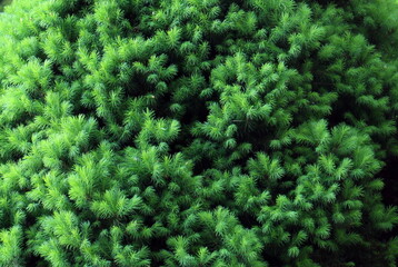 A beautiful green coniferous plant in the park