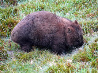 Common wombat of Tasmania