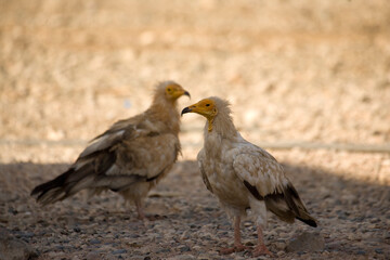 Vulture close up