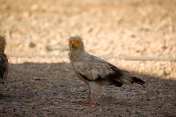 Vulture close up