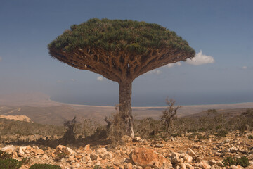 Naklejka premium Yemen dragon tree close up
