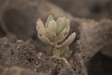 Crassula close up