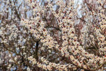 White blossom of apricot tree at spring