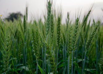 Green wheat growing in the field