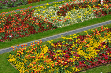Tulpen blühen im farbenfrohen Frühlingsgarten - Park - Landesgartenschau - 750147547
