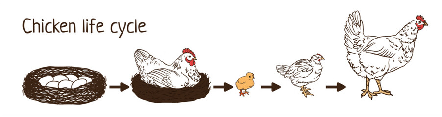 Chicken life cycle stages infographic composition from eggs, hen on nest to hatching chicks and to adult chicken vector graphic illustration. for kids education,  poultry for farming products package