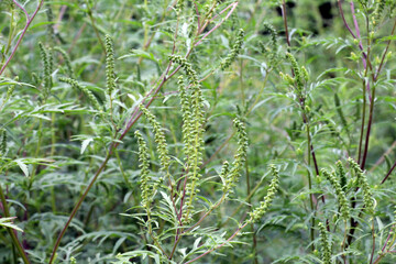 Ambrosia (Ambrosia artemisiifolia) grows in nature
