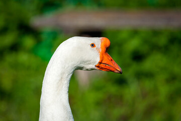 Portrait of a white goose close-up on a natural background