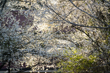 Background of blooming cherry branches in the sunlight...