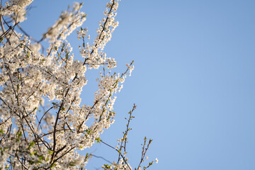 Blooming spring branches on the background of blue sky.