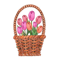 Small basket with tulips. Watercolor illustration, postcard.