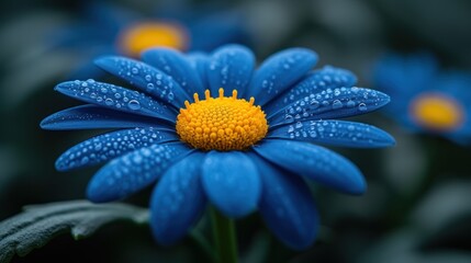  a close up of a blue and yellow flower with drops of water on it's petals and a green leaf in the foreground with other blue flowers in the background.