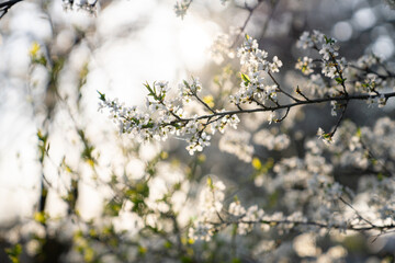 Background of blooming cherry branches in the sunlight...