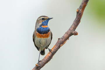 Bluethroat, Luscinia svecica, Cyanecula suecica. Early in the morning the male bird sits on a stalk of a plant and sings.
