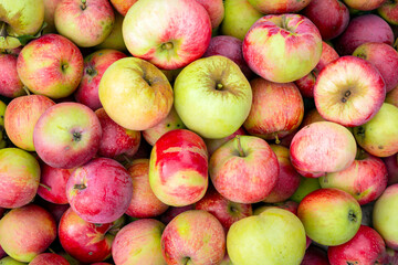Red and green apples. Background of ripe apples.