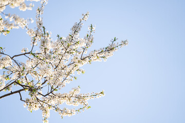 Blooming spring branches on the background of blue sky.