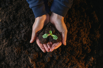 spring planting seeds in the ground, young woman prepares the soil and plants seeds from her hand...