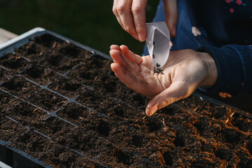 spring planting seeds in the ground, young woman prepares the soil and plants seeds from her hand...