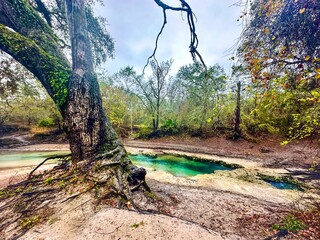 Shallow teal waters of the spring run at Telford Spring flow beneath a Live Oak into the Suwannee 