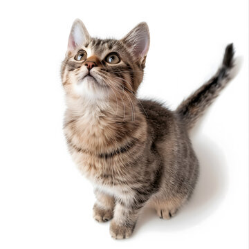 Young Tabby Kitten Looking Upward With Interest on White Background