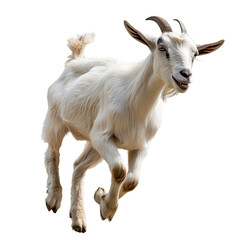 Animal goat running on white or transparent background