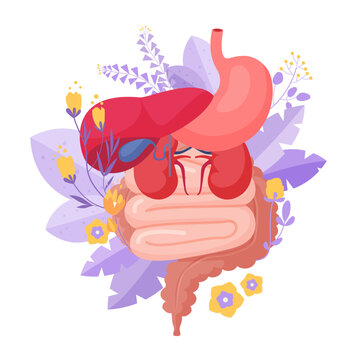 Support and care for health of internal organs. Medical anatomy diagram of organs in human belly, stomach and intestines, kidneys and liver with flowers and plants cartoon vector illustration