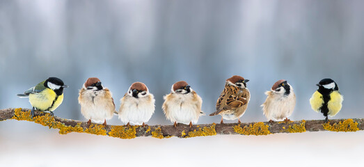 flock of different small birds, sparrows and tits, sitting on a branch in the garden
