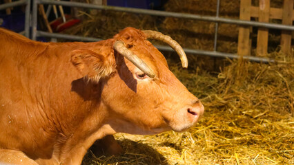 Brown cow with long curved horns rests on the straw in the stable on the farm