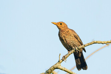 Blackbird chick sitting on a branch on a summer day