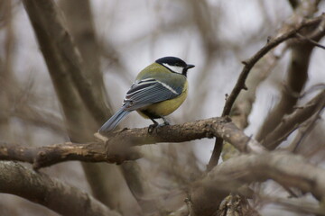 titmouse on a branch