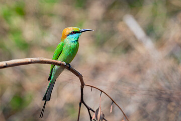 The green bee-eater (Merops orientalis) sometimes little green bee-eater sitting on the branch