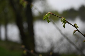 Spring ash tree sprig on blank background for lettering, copy pace, sustainability concept, spring background, mother's day 