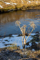 Dry plant by a river, North Iceland