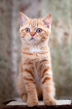 A close-up photo of  of a small British kitten, a portrait of a red kitten.