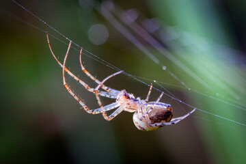 Side view of spider sitting on web close up view