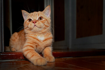 Portrait of a cute red-haired British  kitten on a black background