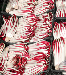 late red radicchio called TARDIVO in Italian language on sale at the stall of greengrocer