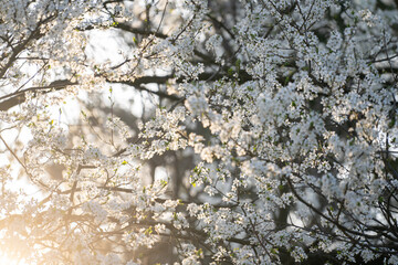 Background of blooming cherry branches in the sunlight...