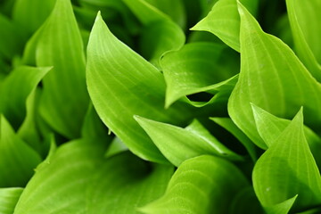 macro texture of a wood leaf , macro bright green leaf texture, leaf veins close-up	